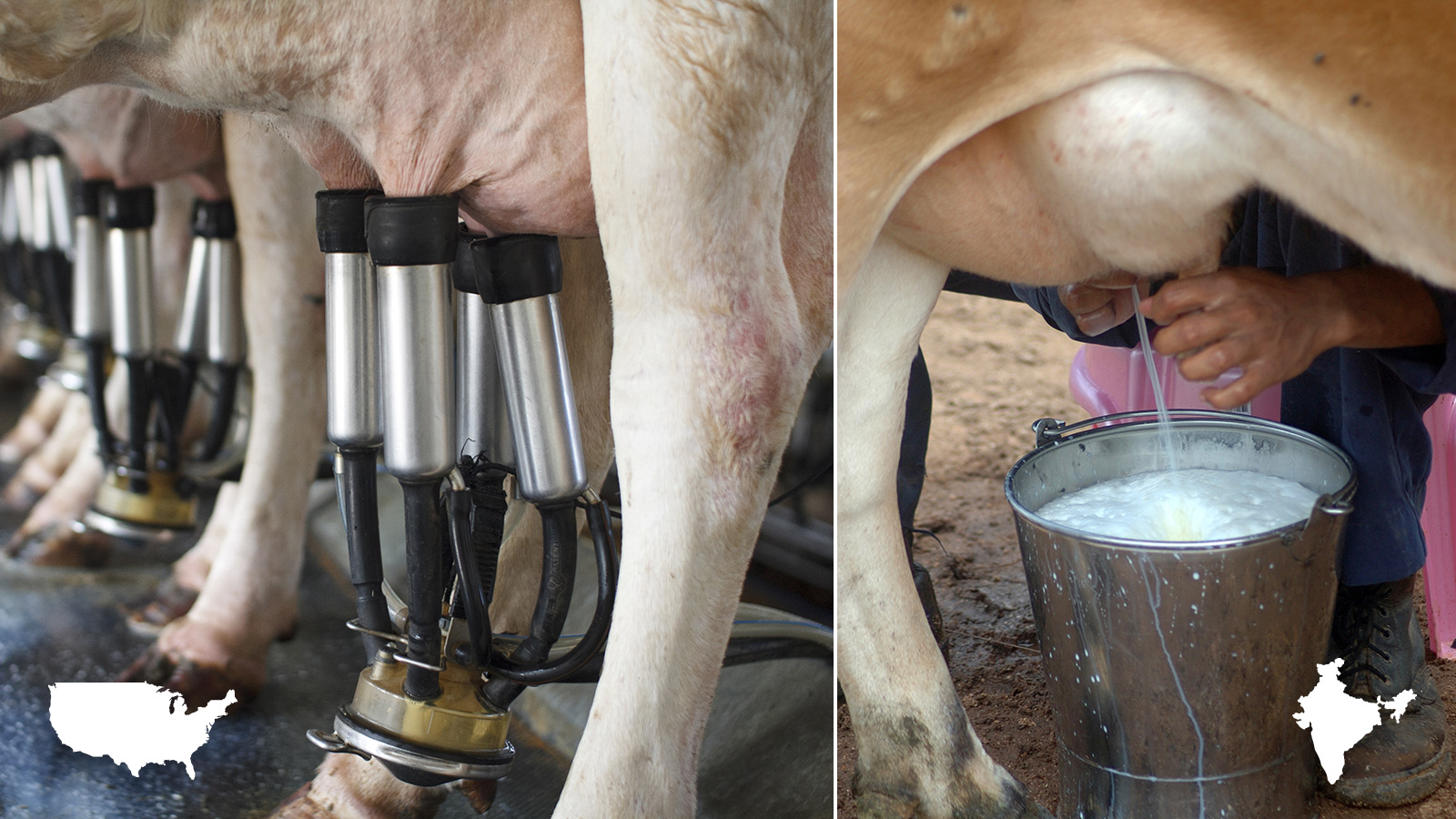 Left: A North American dairy. Right: Man milking a cow in South India