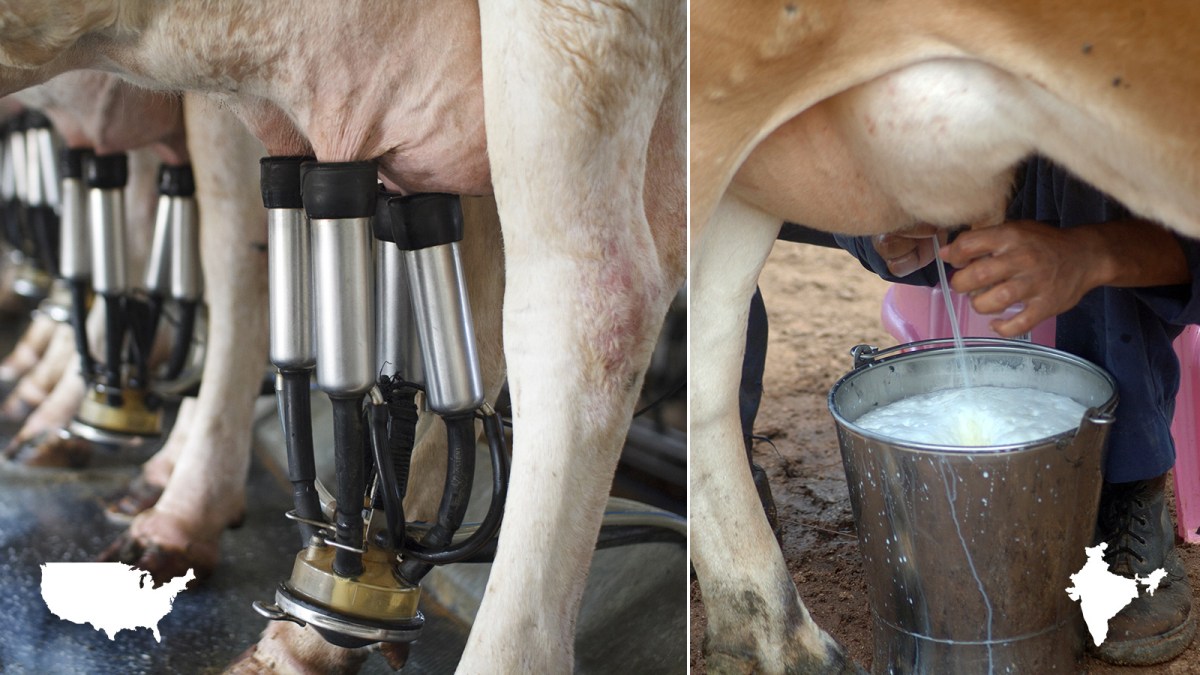 Californian research yields cattle feed from rice straw