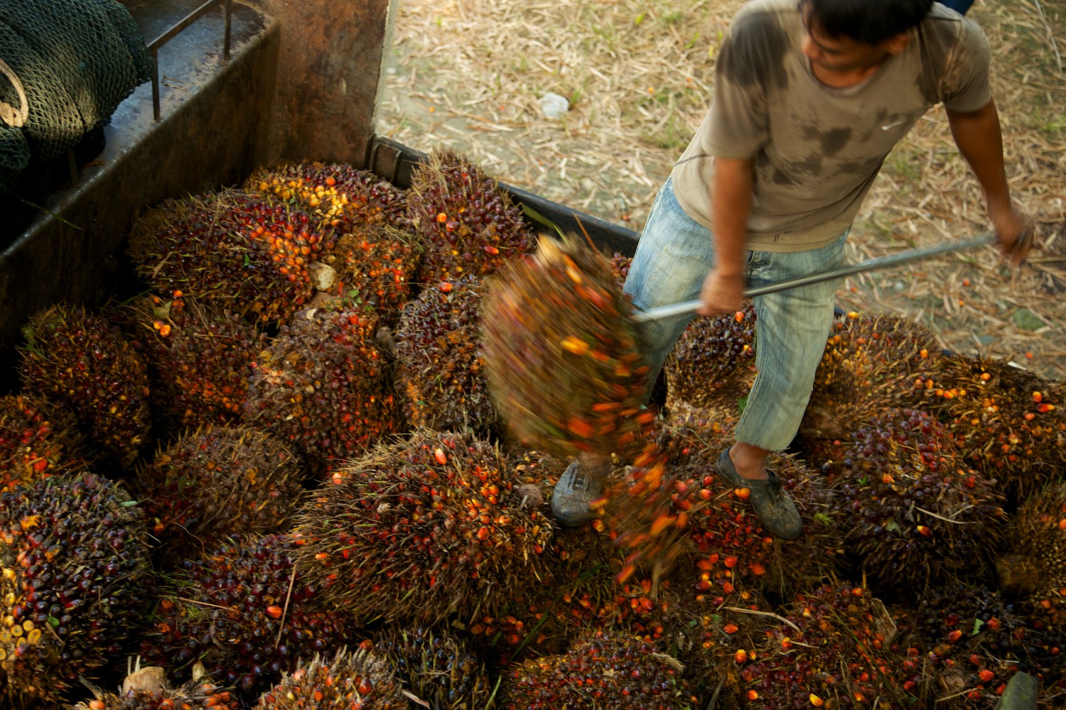 A worker loading oil palm fruit off a truck in Sabah, Malaysia.
