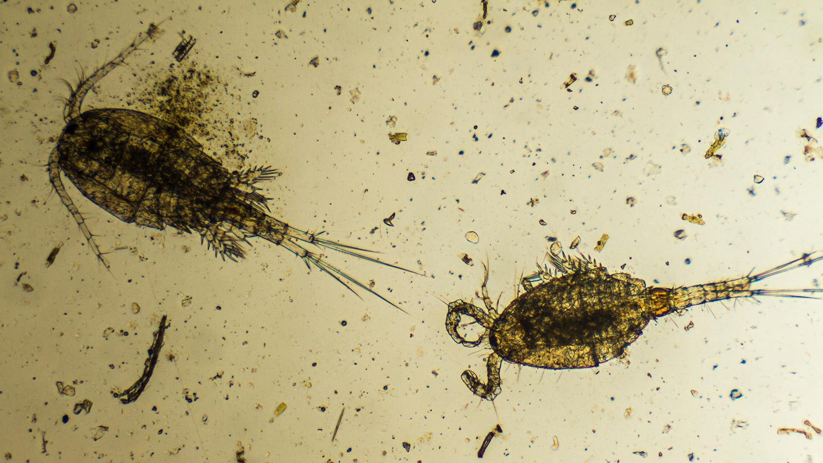 This beautiful video of plankton eating plastic is also a little disturbing  | Grist
