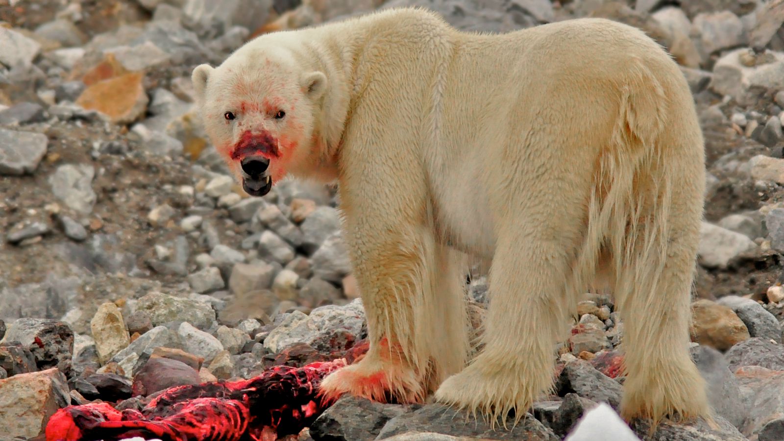 polar bear m&s