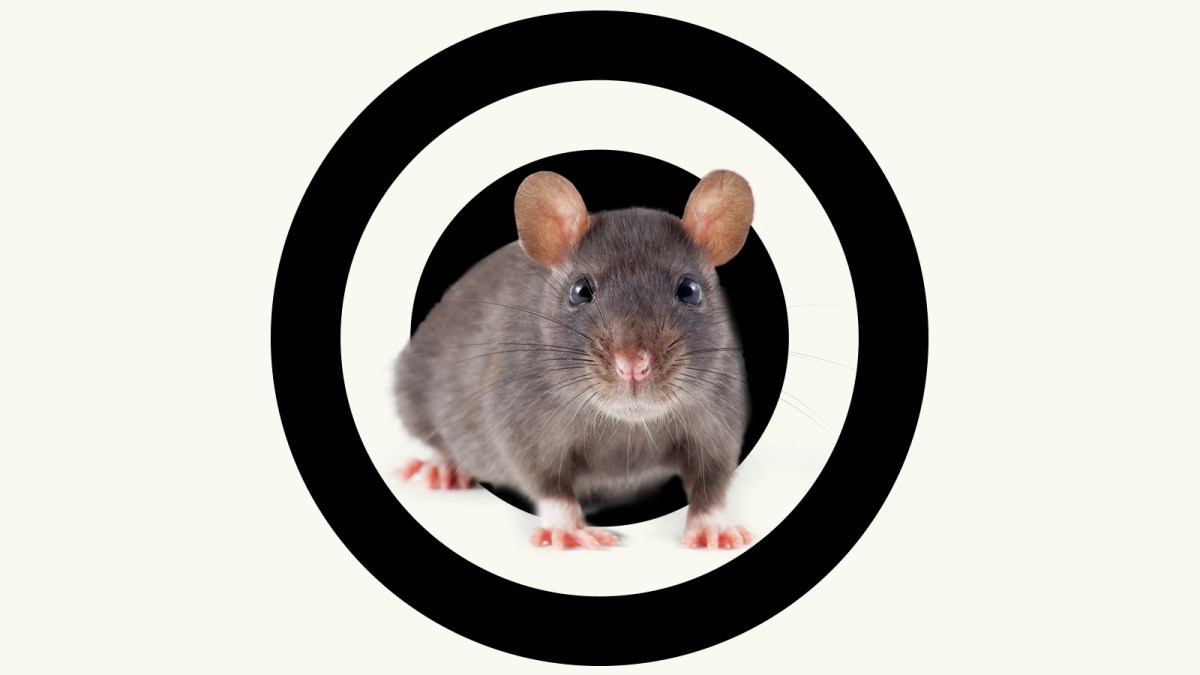 What’s the best way to get rid of rats? Grist