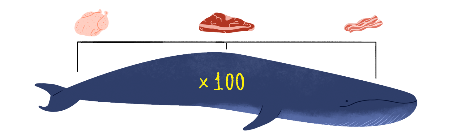 Drawing: 100 blue whales!
