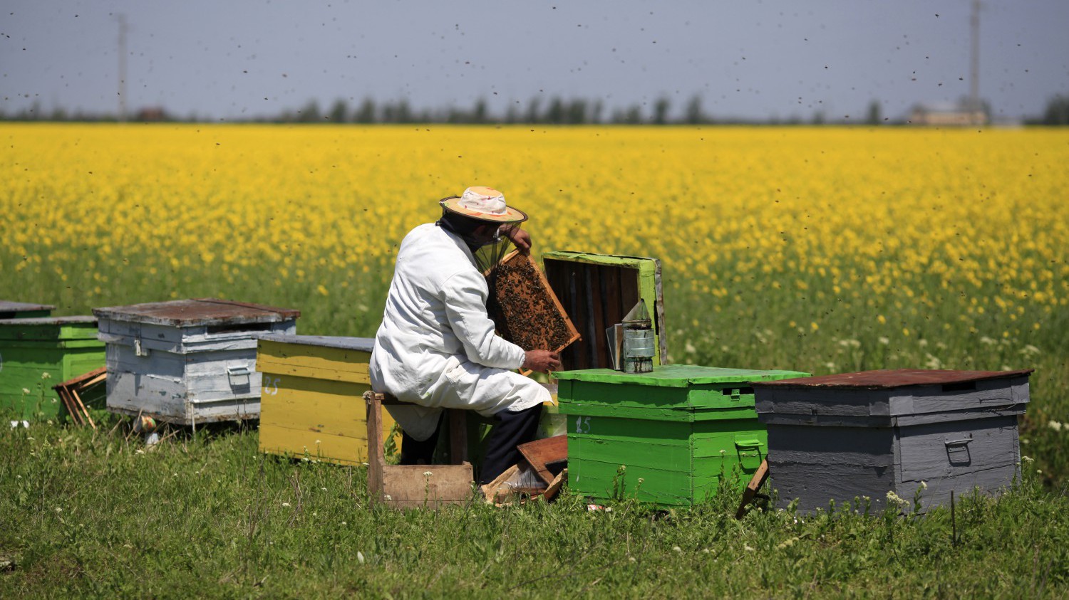 A beekeeper takes care of his hives in a field of rapeseed on the outskirts of Deveselu village
