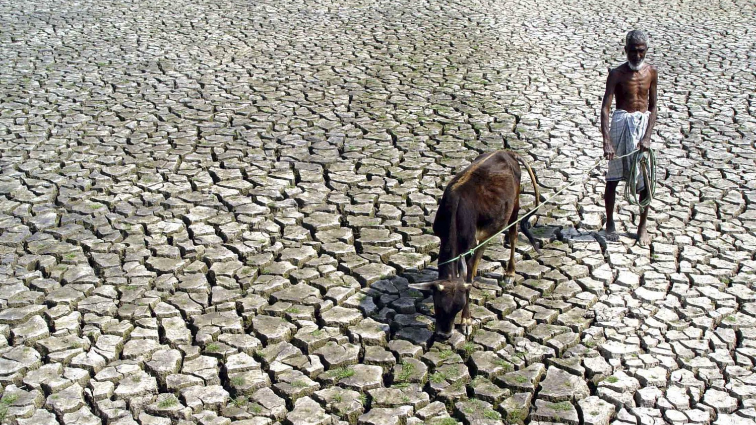 An Indian farmer walks with his hungry cow through a parched paddy field in Agartala, India, 2005.