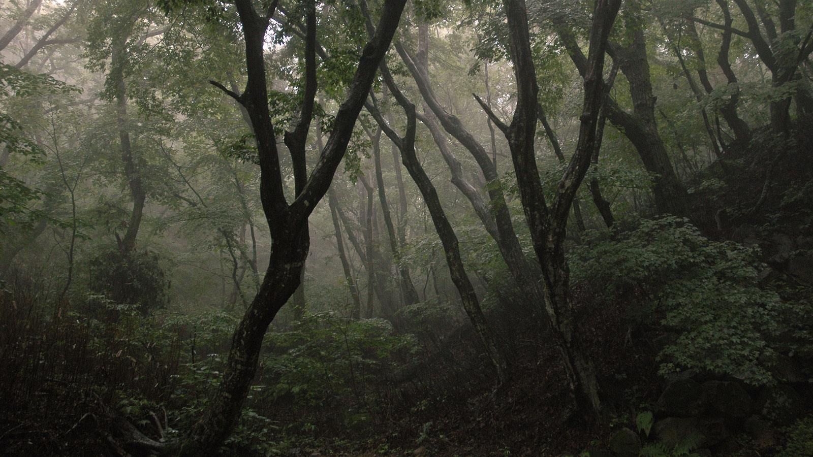 Forest in Korea