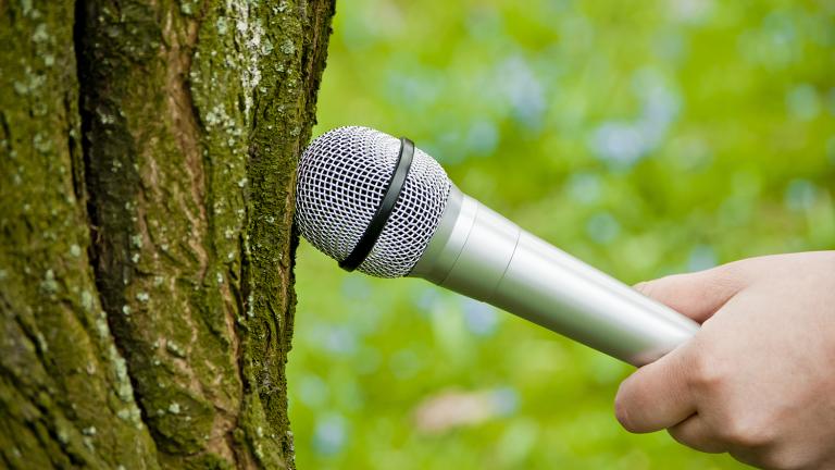 Interviewing a tree