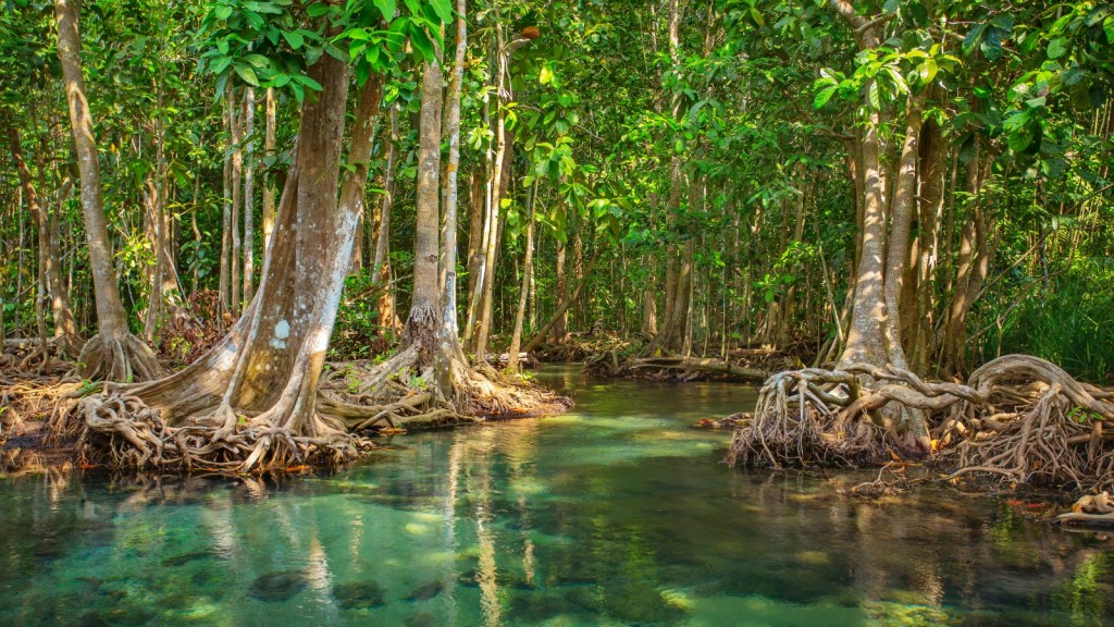 https://grist.org/wp-content/uploads/2015/09/mangroves.jpg?w=1024