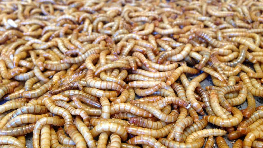 Mealworms munch on Styrofoam without dying, shock scientists