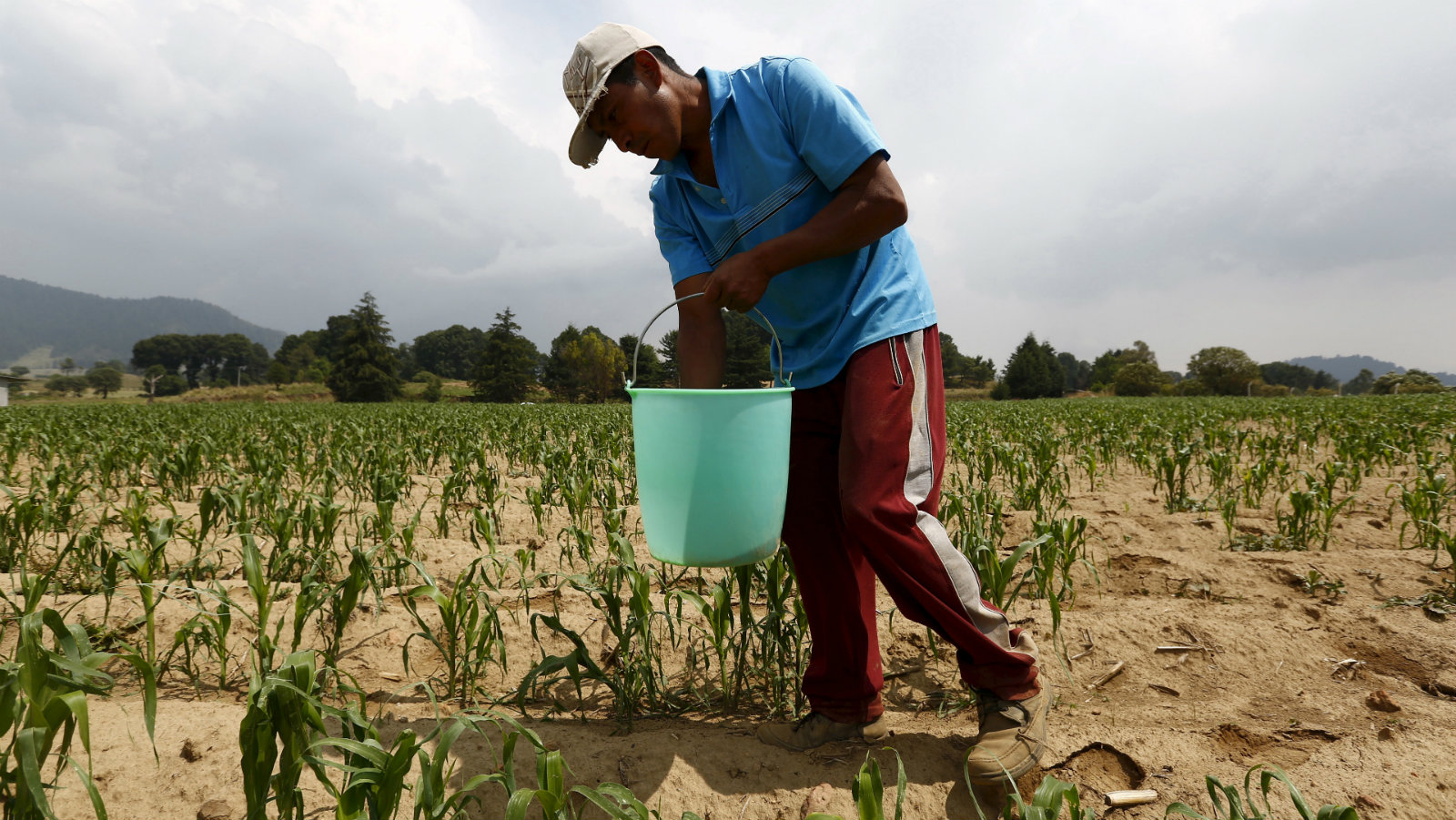 Do industrial agricultural methods actually yield more food per acre