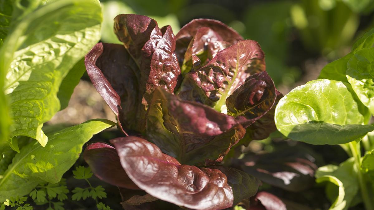 Lettuce growing in the garden