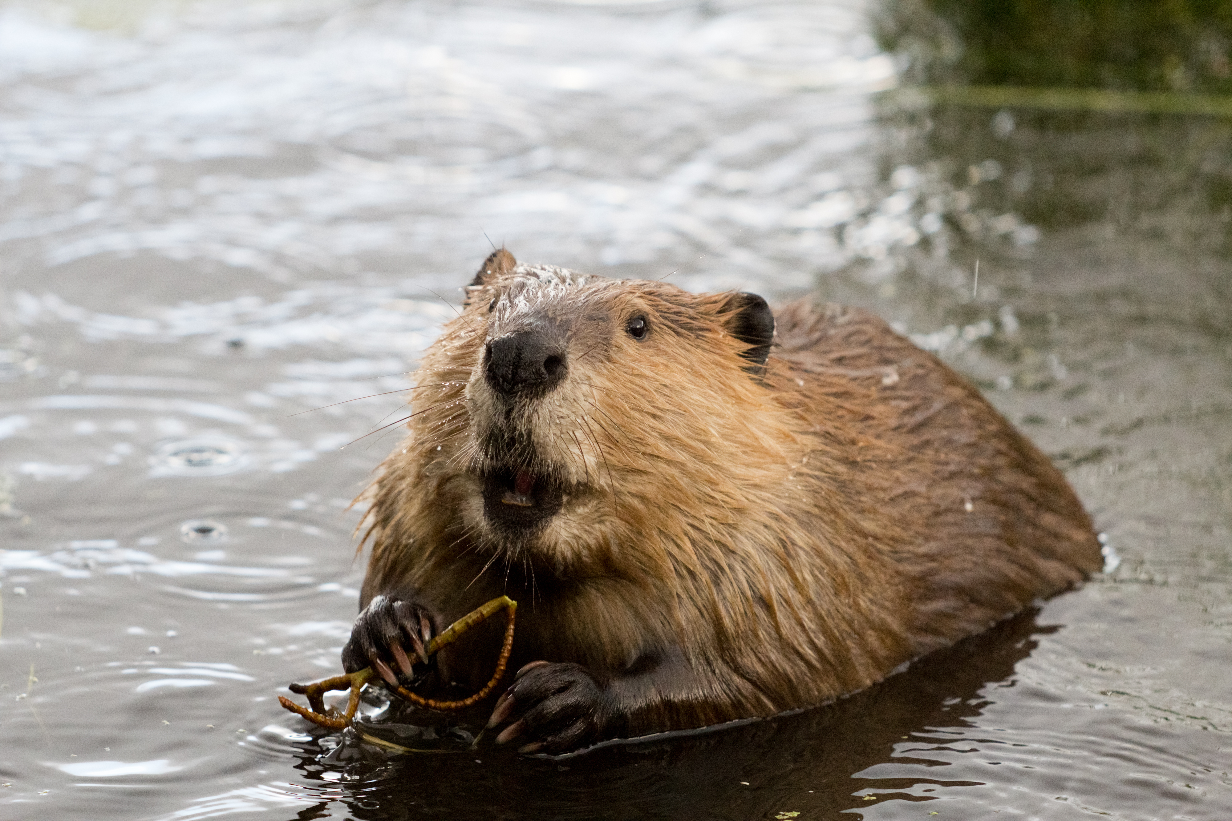 Beavers are good for streams. 