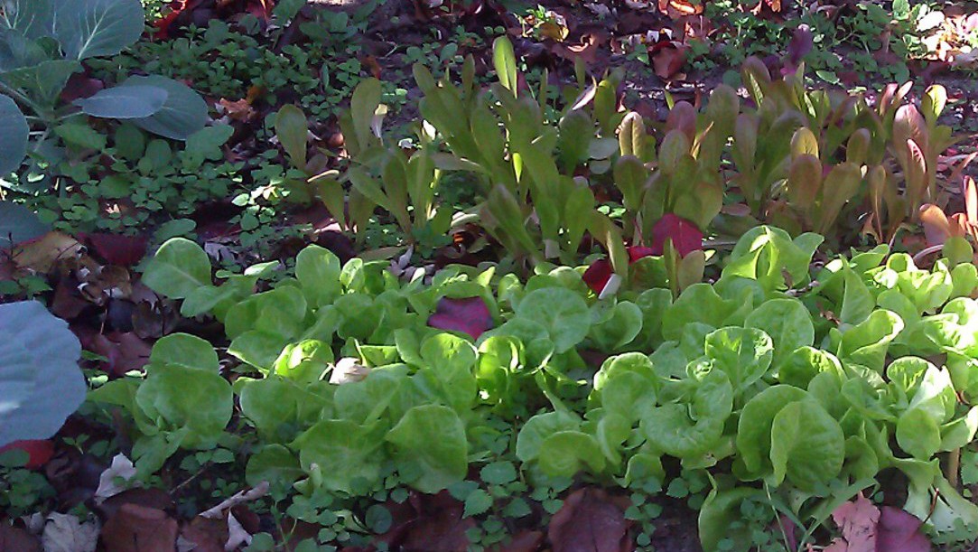 OF COURSE you want to plant a winter garden! Here's how to get started