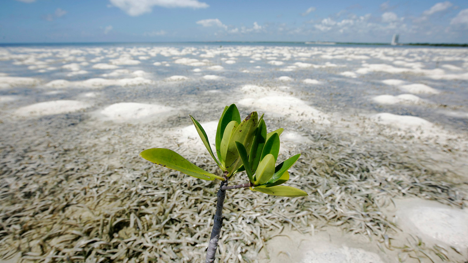 A mangrove plant grows on a shore in Cancun