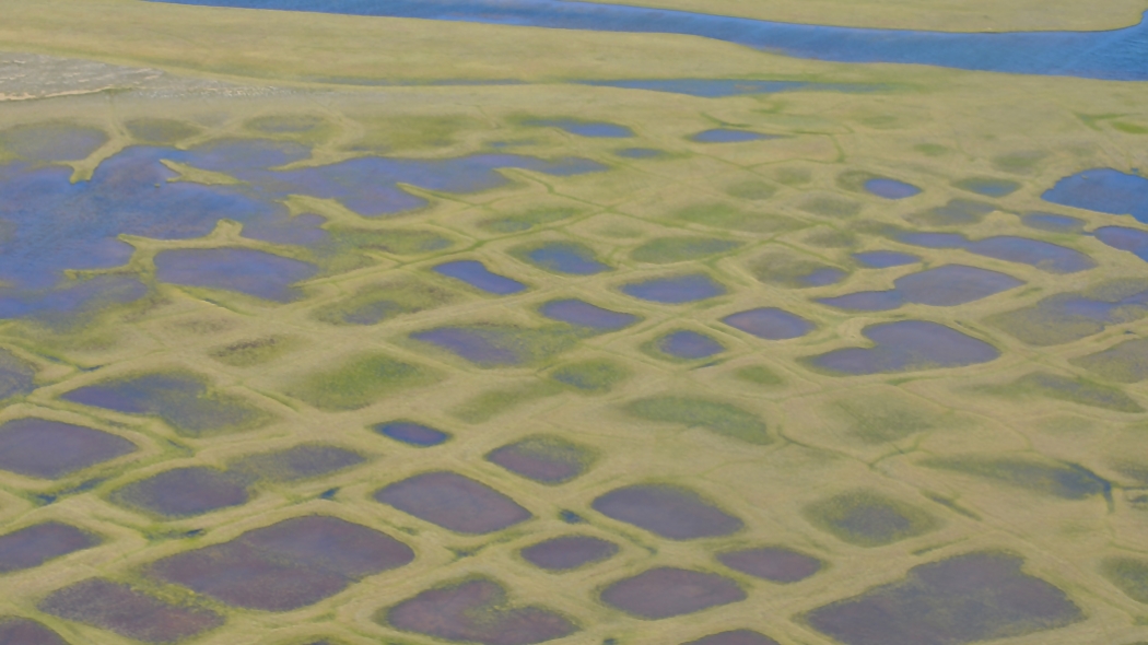 Polygonal lakes created by melting permafrost on Alaska's North Slope.