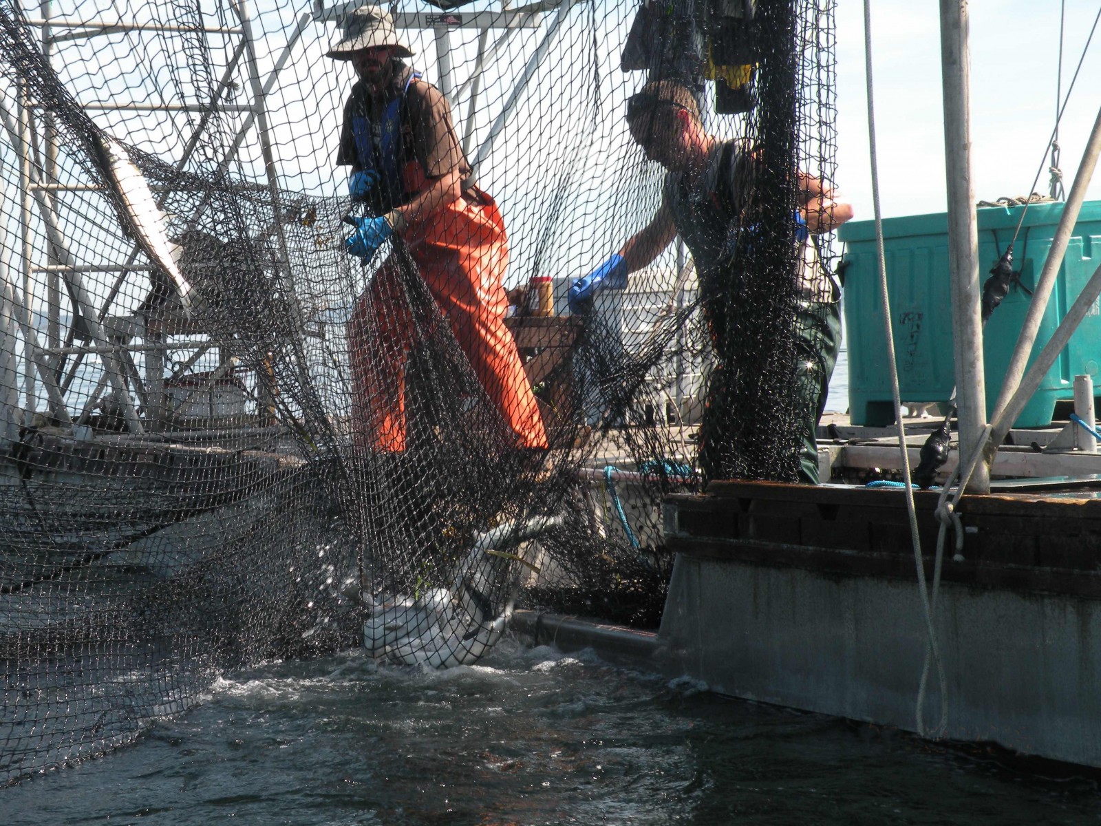 A look at sockeye salmon, Native American nets, and a modern fishery