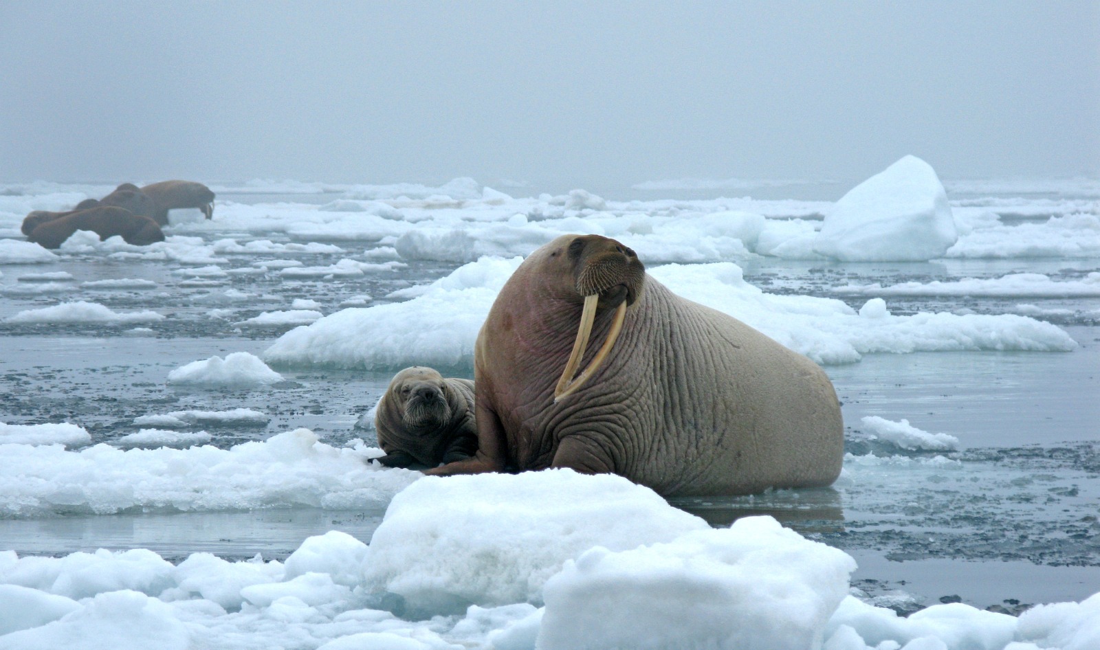 A Pacific walrus and her pup rest on an ice floe in the Arctic.