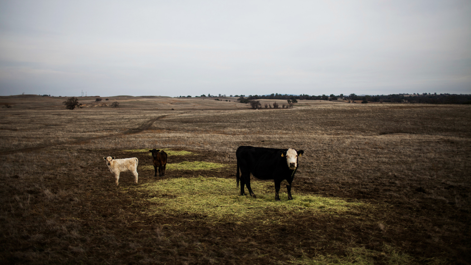 cattle on denuded land