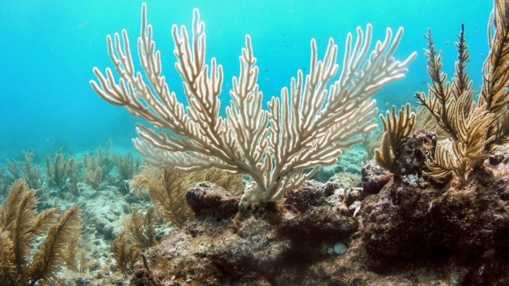 High temperatures are bleaching corals, such as this bent sea rod off Florida.
