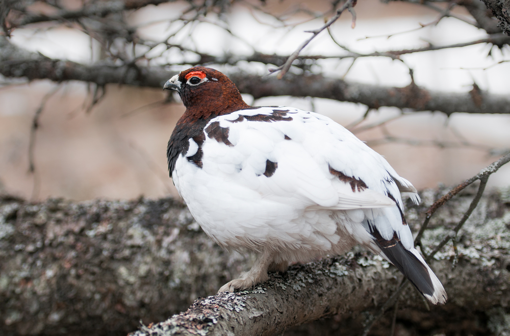 The willow ptarmigan usually hangs out above the snow, but it hides underneath when temperatures get too cold. 