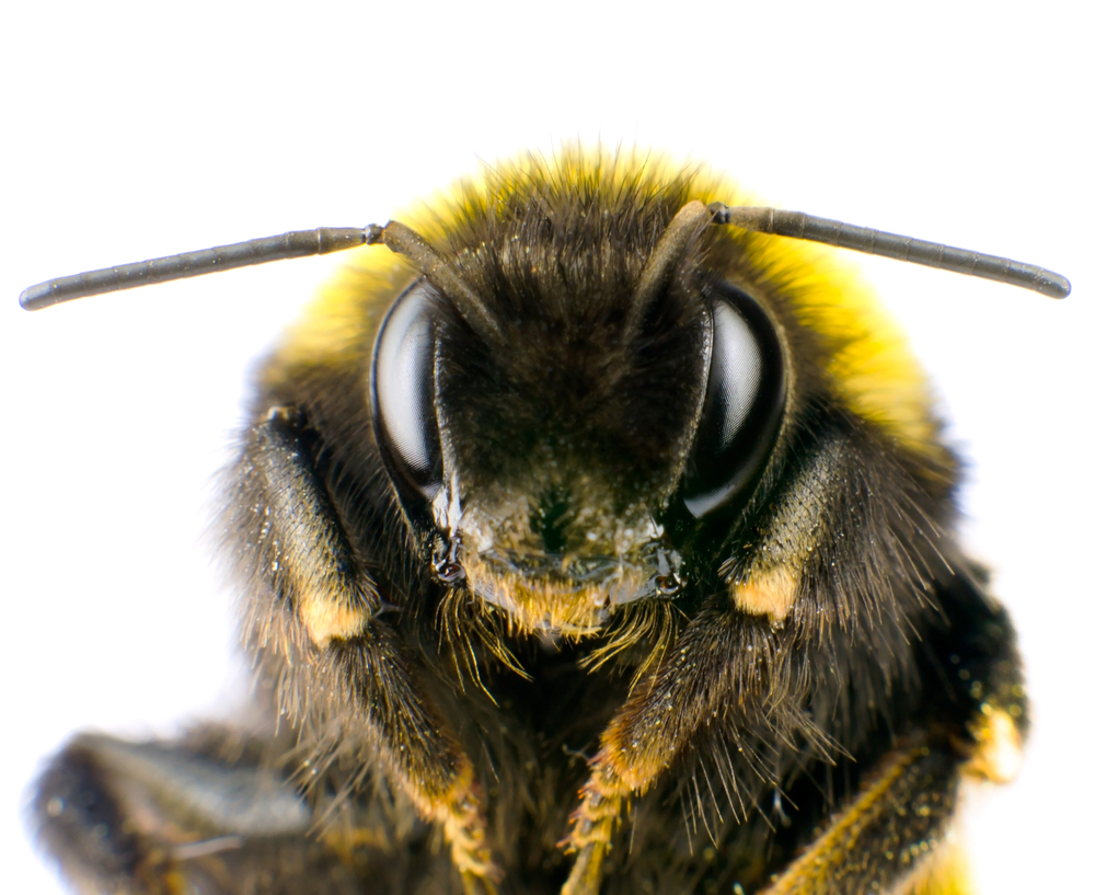 bumble bee close up