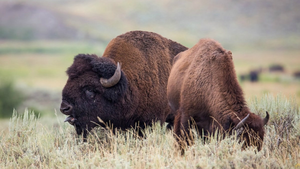 The bison is back and better than ever | Grist