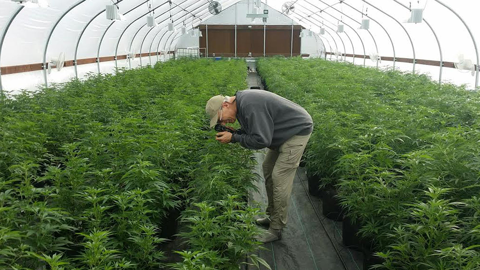 The crazy, complicated world of “organic” weed | Grist
