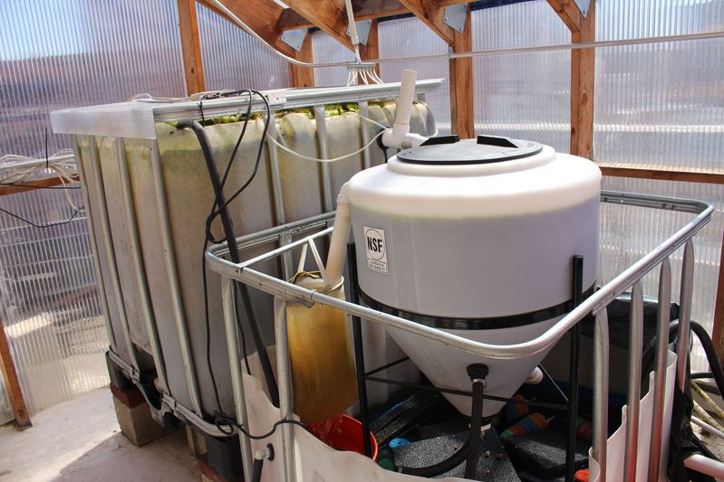 The tank of Tilapia (left) and filtration system (right).