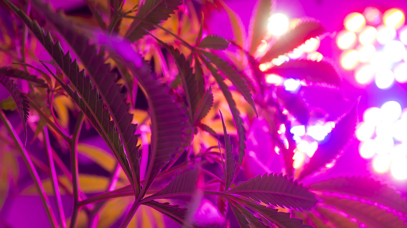 Can you grow marijuana with led lights