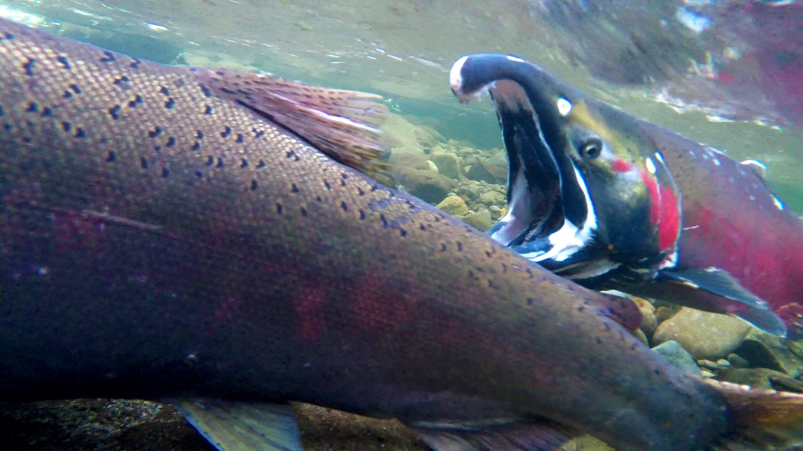 Can this gorgeous short film lure fly fishermen into climate activism ...