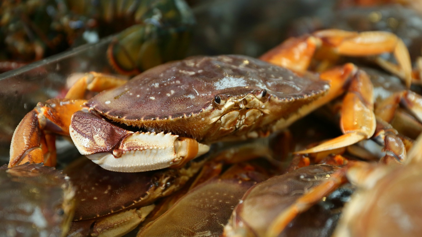 Dungeness crabs threatened by, you guessed it, climate change Grist