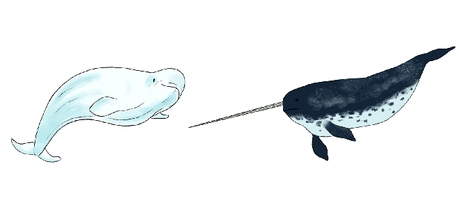 Narluga Beluwhal whale