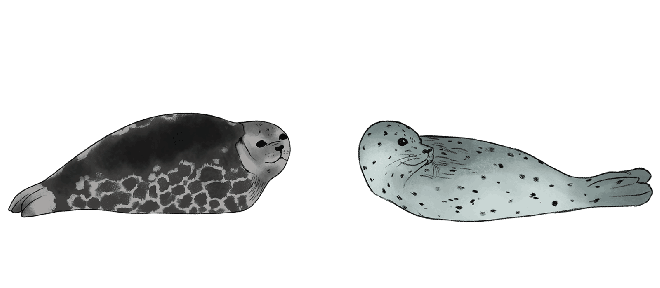 Spinged Rotted seal