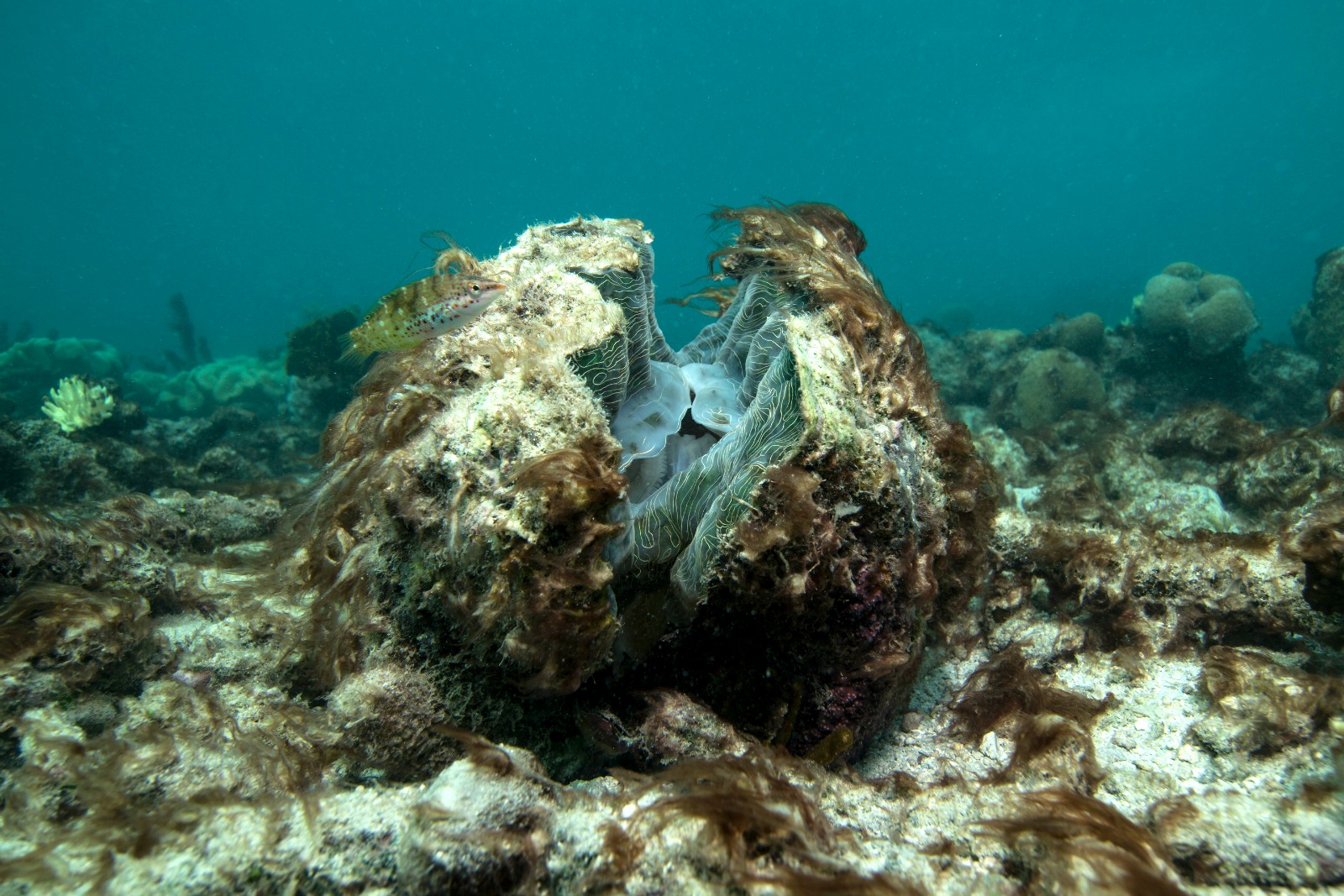 A dying Giant Clam on the Great Barrier Reef.