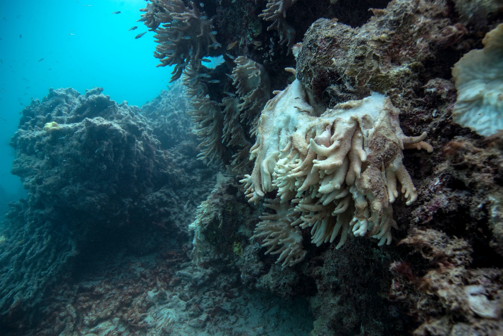 Soft coral decomposing and falling off the reef.
