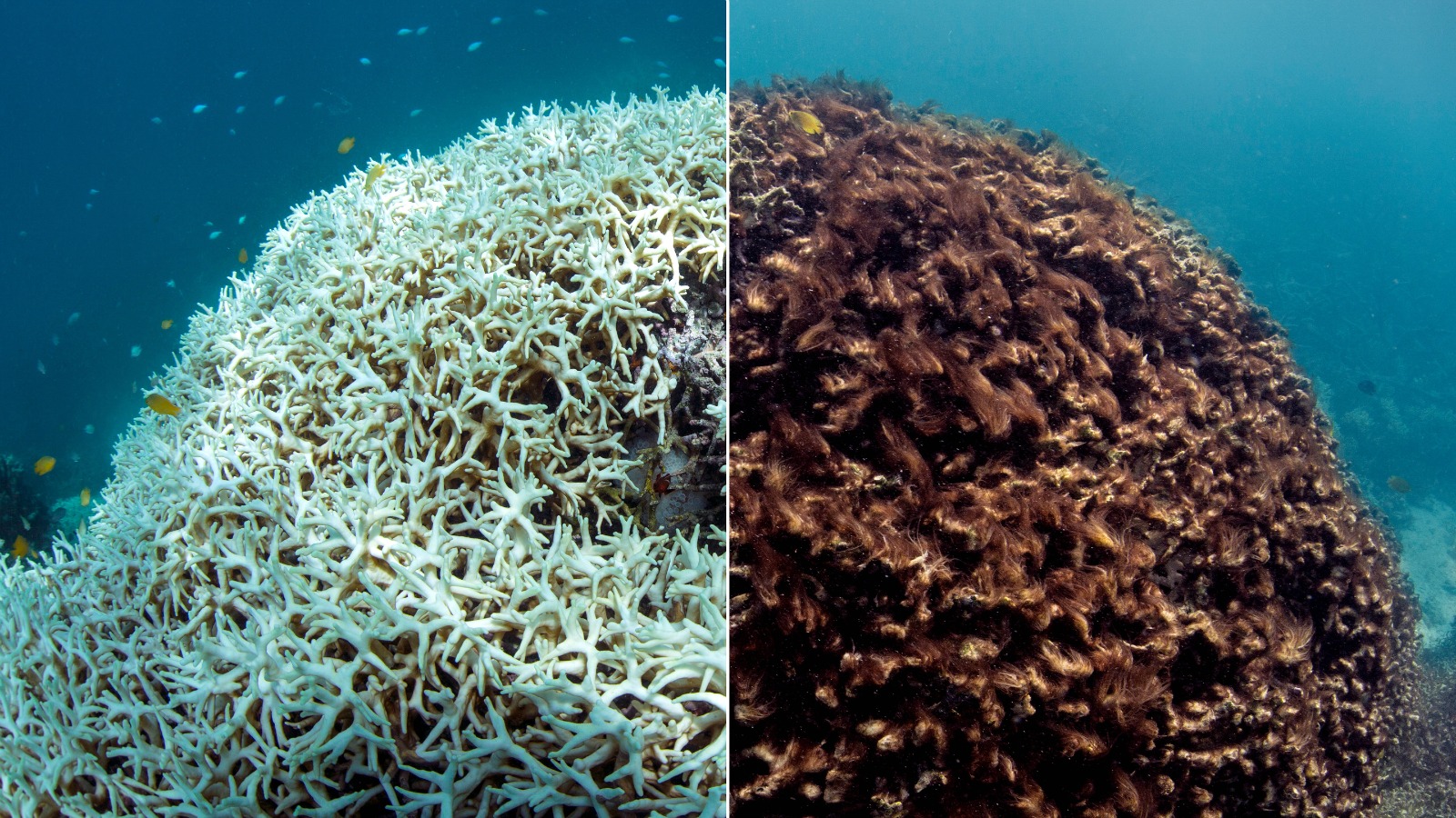 A before and after image of coral bleaching and later dying in March and May 2016.