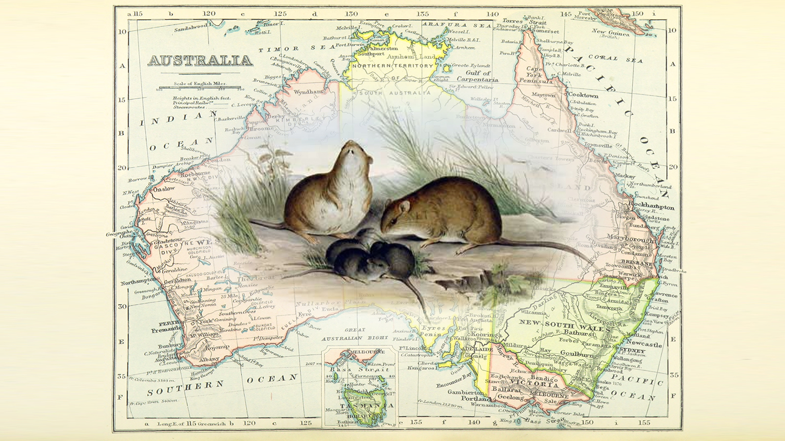First mammal goes extinct because of climate change | Grist