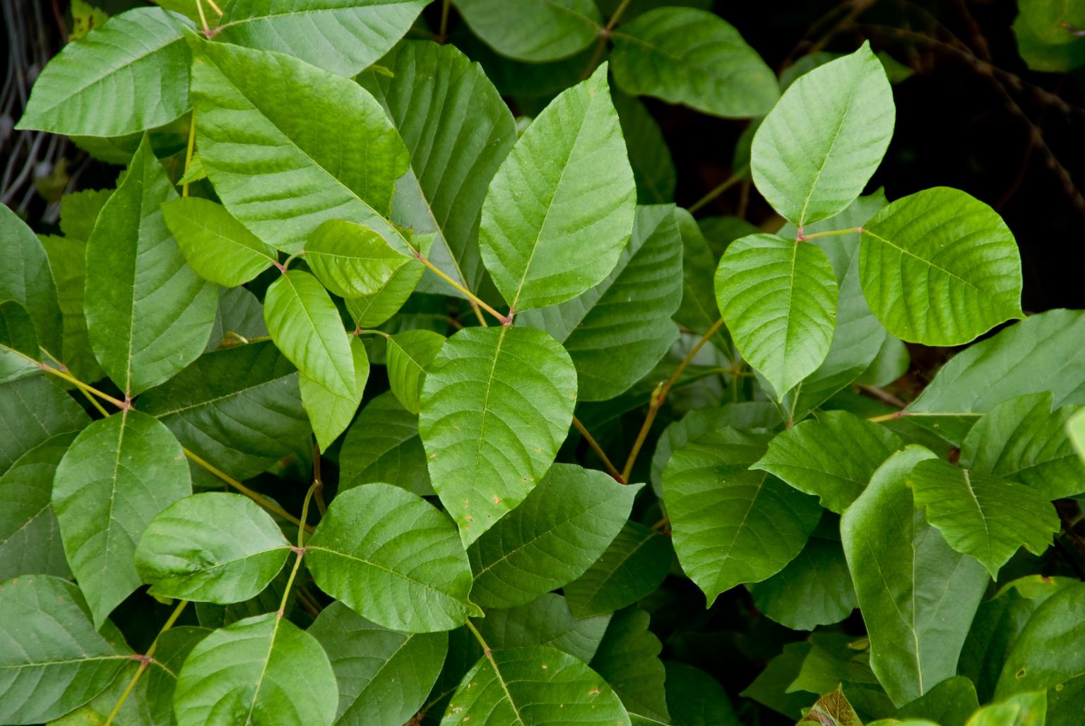 Why your poison ivy allergy is about to get worse Grist