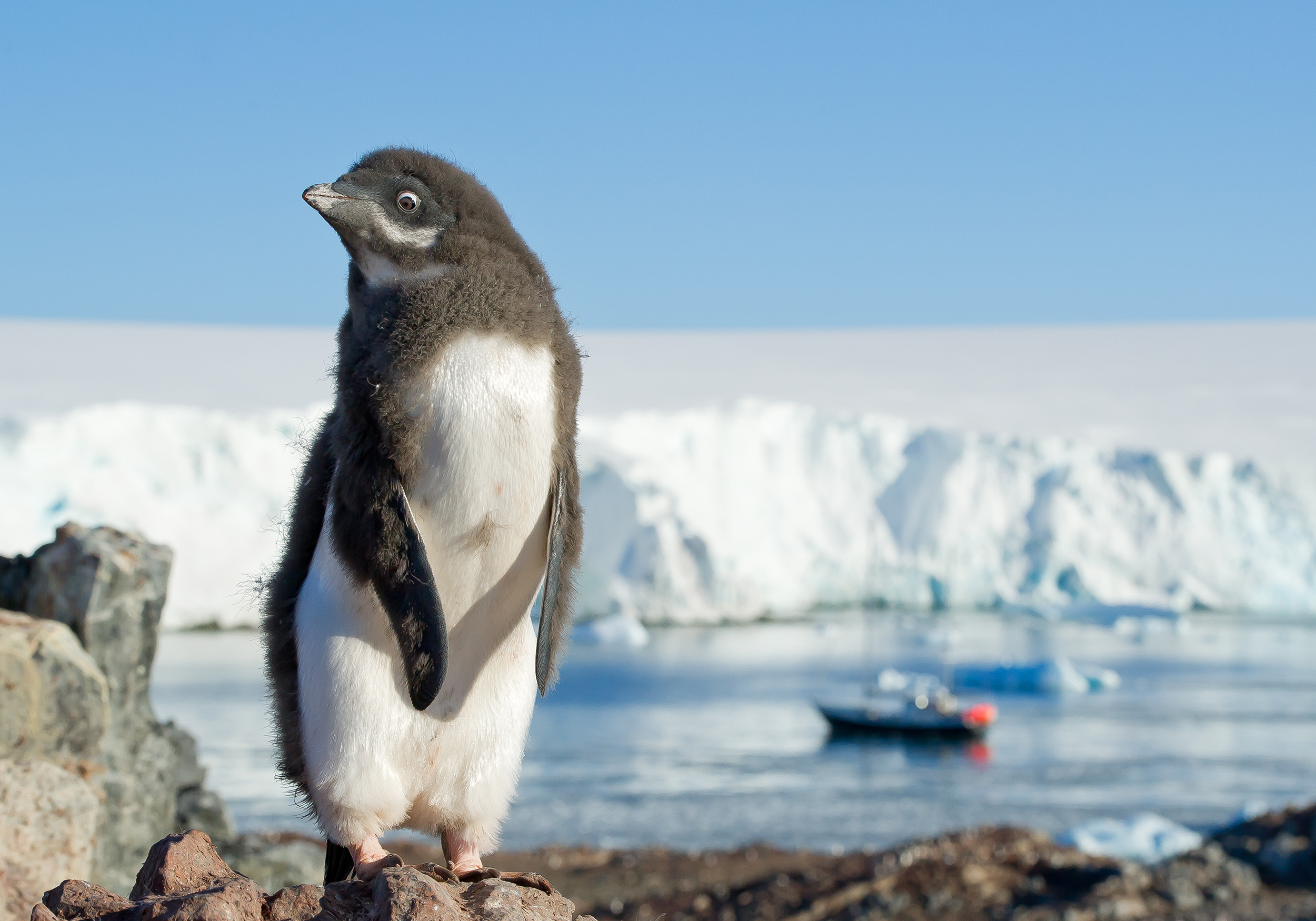 Over half of Antarctica's badass Adélie penguins could get wiped out by  climate change | Grist