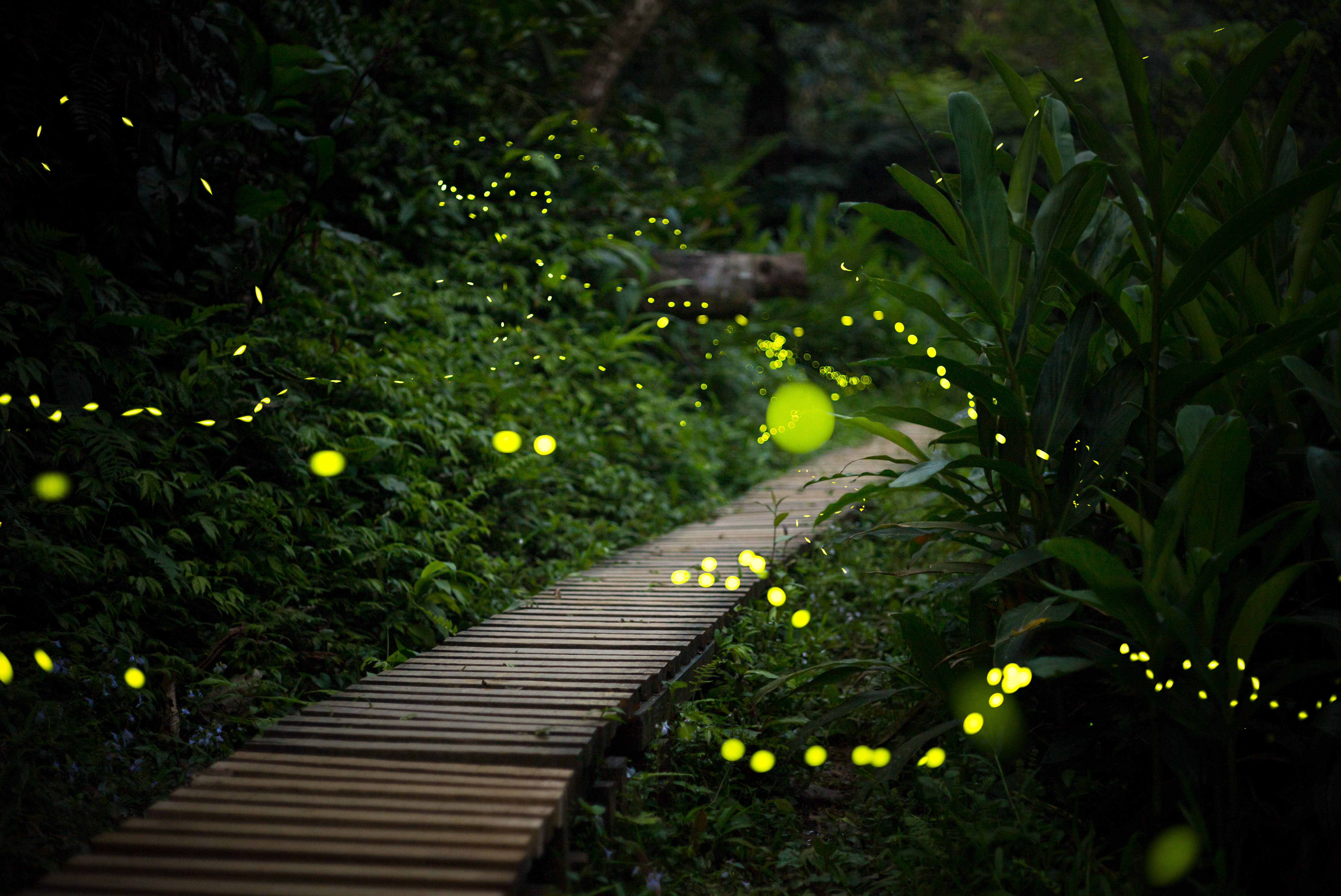 habitat firefly lights