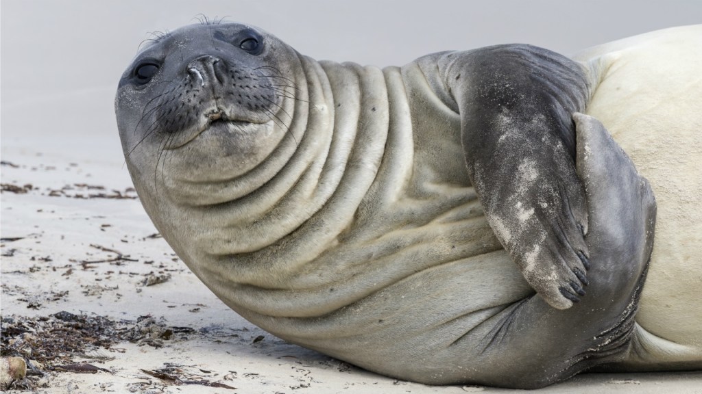 Elephant seals are doing science, so grad students don’t have to