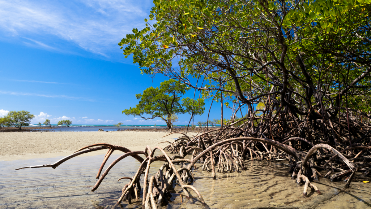 Australia’s mangrove die-off was the worst one ever | Grist