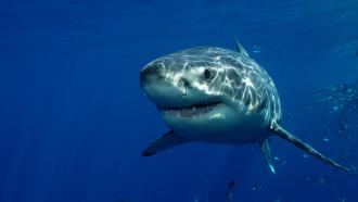 You don't want to live in a world without great white sharks | Grist