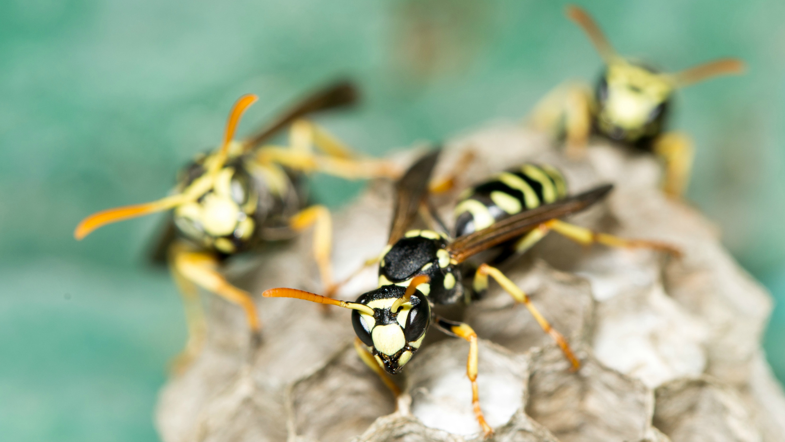 What's the greenest way to get rid of hornets and yellow jackets? | Grist