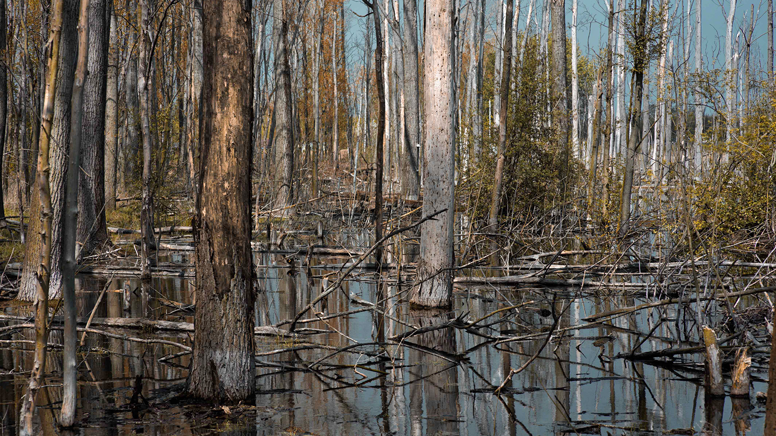 Ghost Forests Are Eerie Evidence Of Rising Seas | Grist