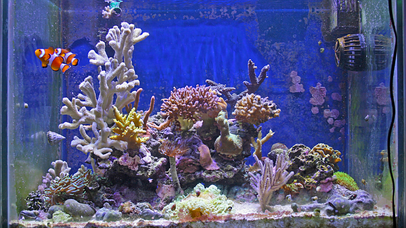 coral fish tank