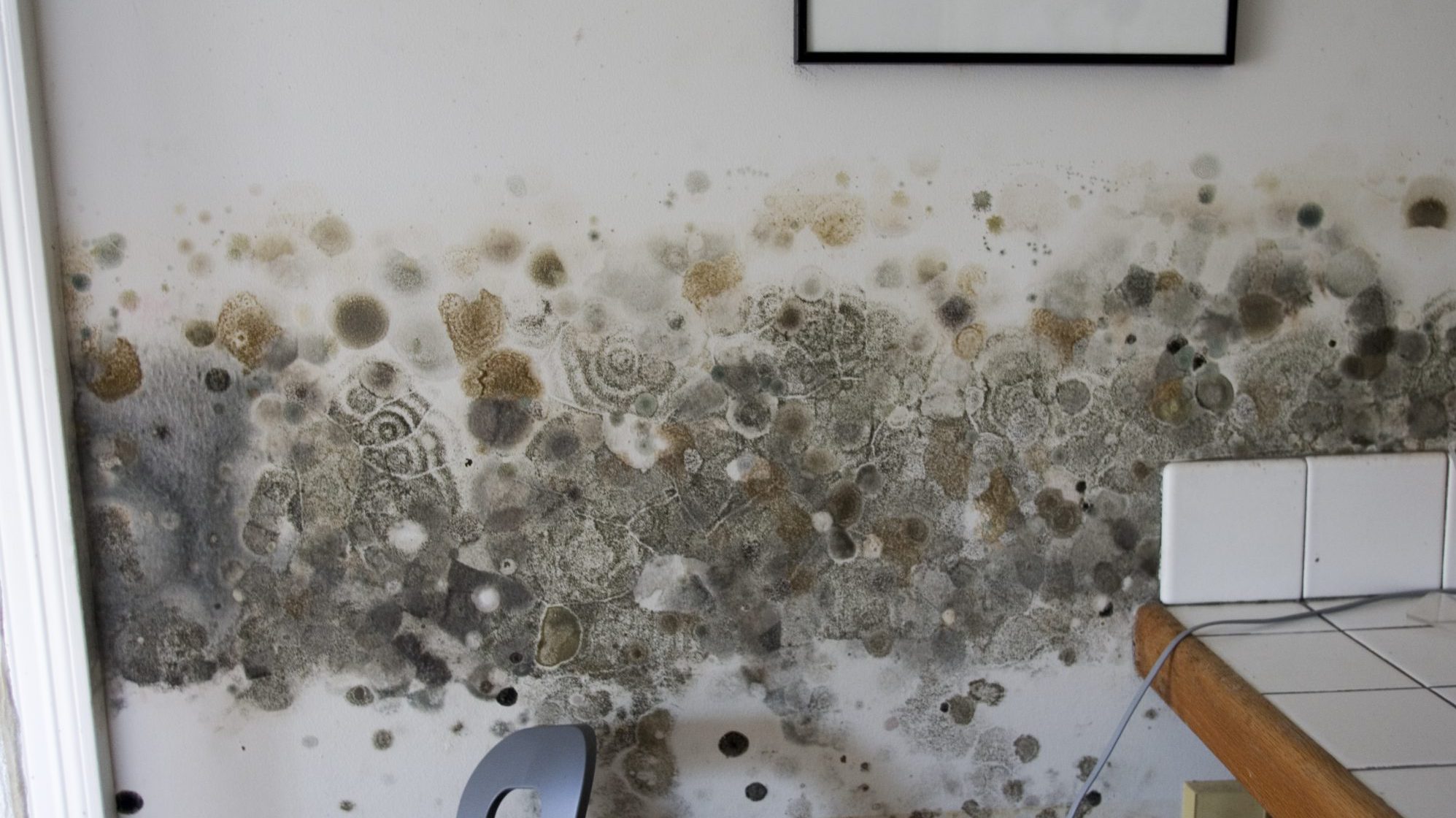 Почему дома плесень. Плесневые грибы на стенах. Грибок на стенах в ванной. Чёрная плесень на стенах. Плесневые грибы в квартире.