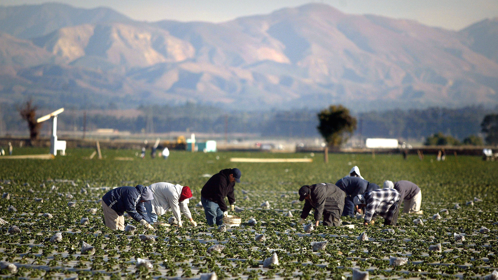 Farm workers collect strawberries in a California field.
