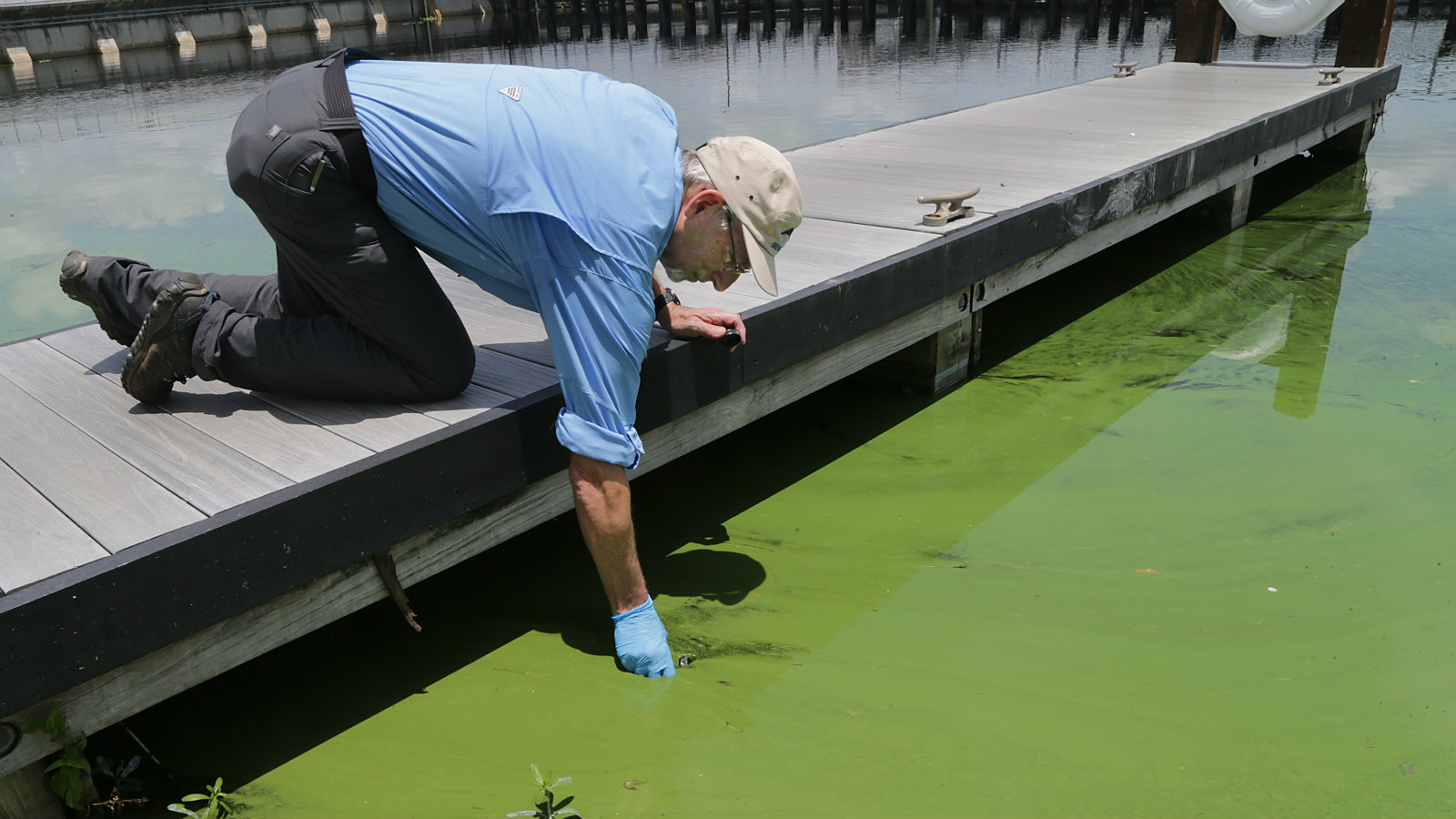 Minnows blamed for algae-filled French and Spanish lakes - The