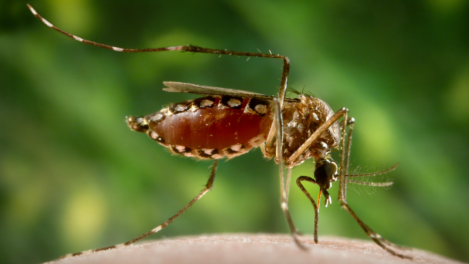 Invasive mosquitoes are 'spreading like wildfire' in California Grist